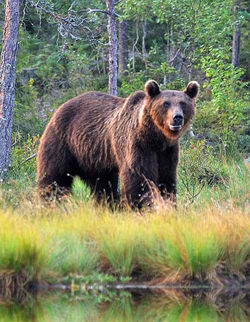 Brown bear