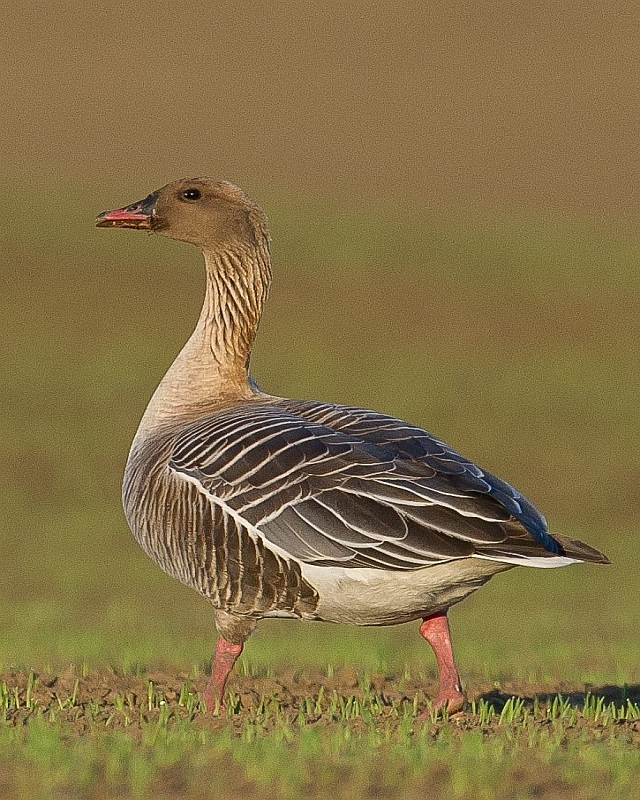 small bean goose