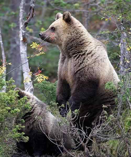 kuusamo beren