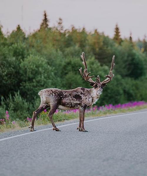 lapland rendier