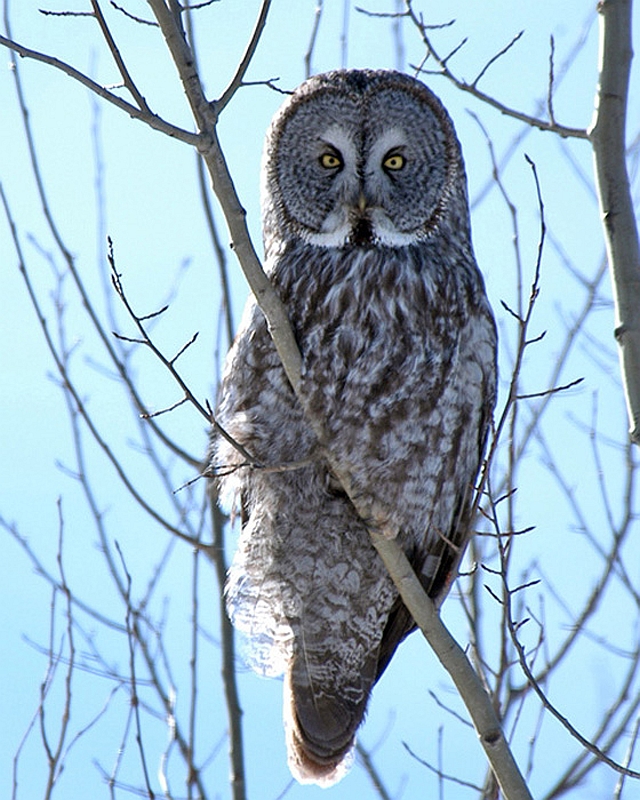 lapland owl