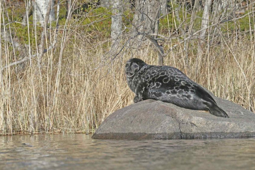 saimaa seal