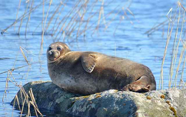 saimaa zeehond