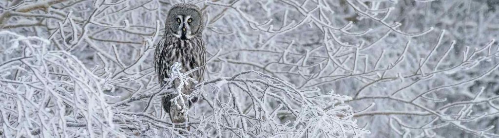 bird watching in finland