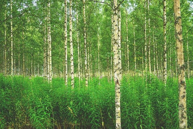 zomer in finland