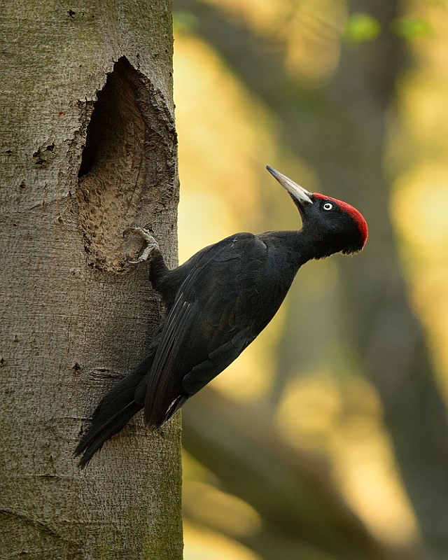 black woodpecker