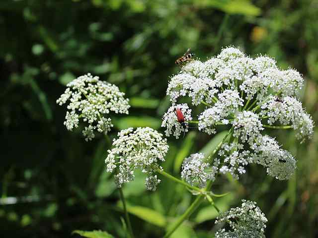 Ground elder with insects